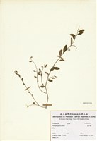 藏品(瓜子金)的圖片
